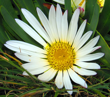 Flor común de la Cordillera Huayhash