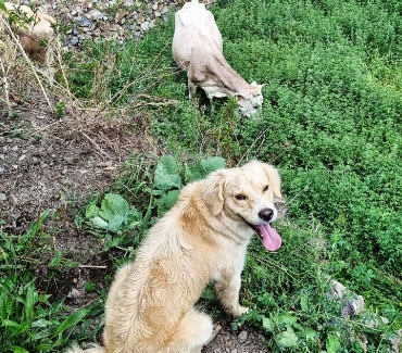 Dogs in the Cordillera Huayhuash